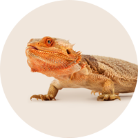 Reptiles