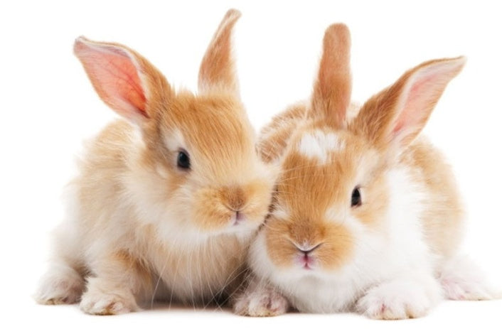 Natural Straw Rabbit Grass Nest
