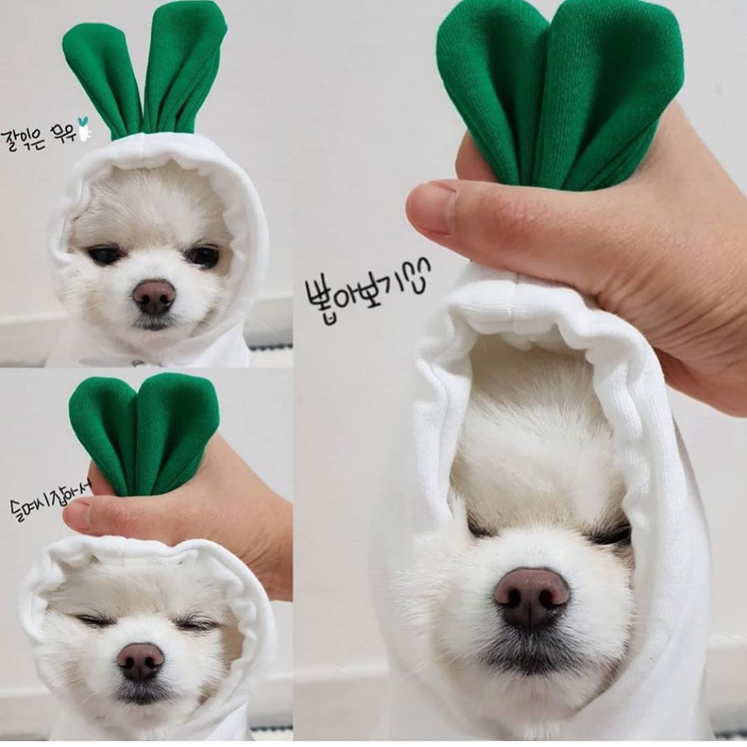 Cute Fruit Dog Hoodie