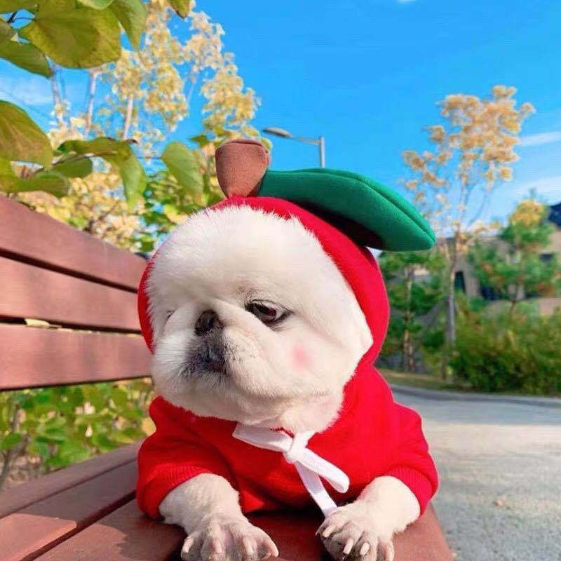 Cute Fruit Dog Hoodie