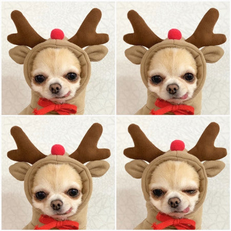 Cute Fruit Dog Hoodie